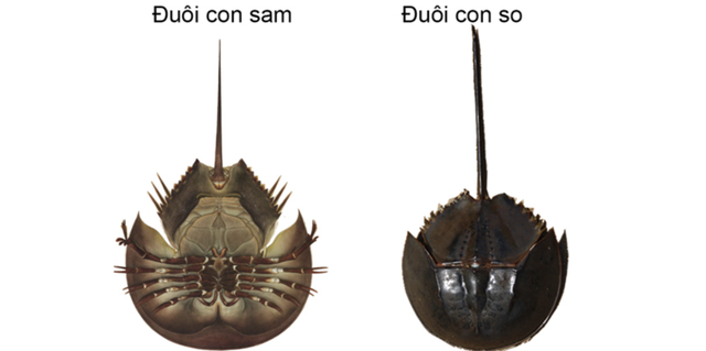 Món hải sản Quảng Ninh "ăn nhầm là kịch độc", nhưng vẫn khiến dân sành ăn mê mẩn- Ảnh 2. Món hải sản Quảng Ninh "ăn nhầm là kịch độc", nhưng vẫn khiến dân sành ăn mê mẩn- Ảnh 2.