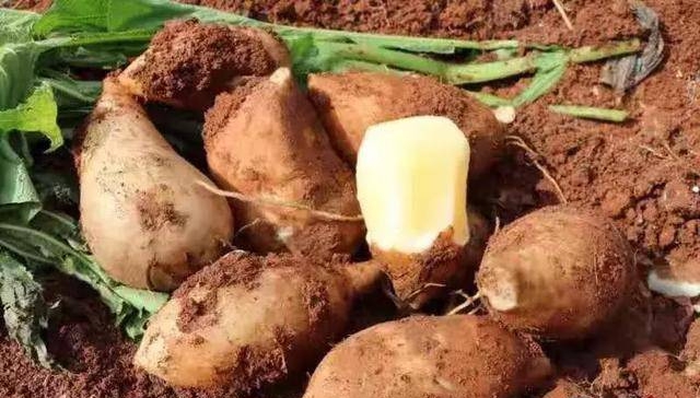 Đừng coi thường loại "rau" này vì rẻ: Dùng nấu canh sườn heo cực ngon lại giúp "quét sạch" ruột, lợi tiêu hóa- Ảnh 1.