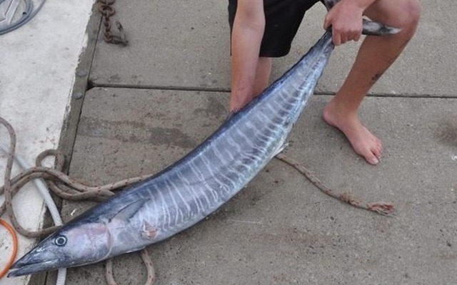 Top 5 loại cá chứa nhiều thủy ngân bậc nhất- Ảnh 2. Top 5 loại cá chứa nhiều thủy ngân bậc nhất- Ảnh 2.