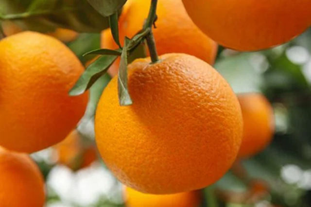 5 loại quả là "kem dưỡng ẩm tự nhiên", cứ ra chợ là thấy: Vừa ngon, giàu dinh dưỡng lại tăng cường miễn dịch- Ảnh 3. 5 loại quả là "kem dưỡng ẩm tự nhiên", cứ ra chợ là thấy: Vừa ngon, giàu dinh dưỡng lại tăng cường miễn dịch- Ảnh 3.