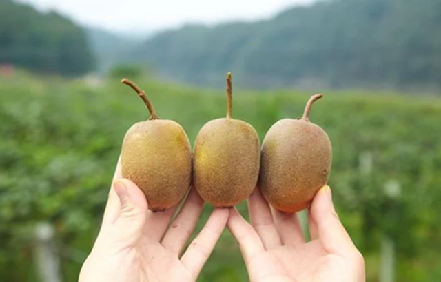 5 loại quả là "kem dưỡng ẩm tự nhiên", cứ ra chợ là thấy: Vừa ngon, giàu dinh dưỡng lại tăng cường miễn dịch- Ảnh 4. 5 loại quả là "kem dưỡng ẩm tự nhiên", cứ ra chợ là thấy: Vừa ngon, giàu dinh dưỡng lại tăng cường miễn dịch- Ảnh 4.