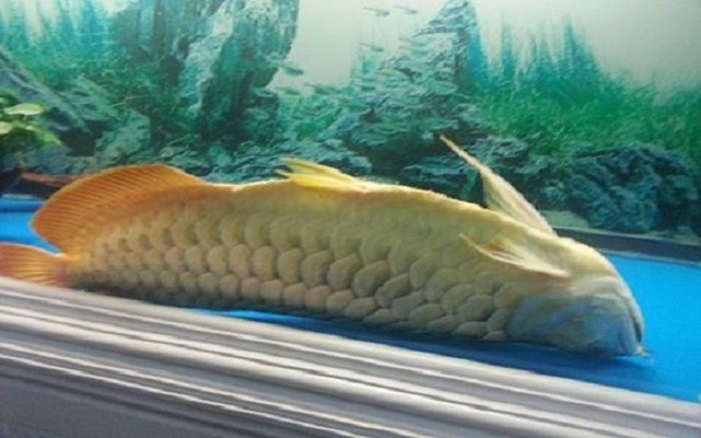 6 loài vật báo điềm xui, đi tới đâu đen tới đó: Gia chủ cần cẩn thận- Ảnh 6. 6 loài vật báo điềm xui, đi tới đâu đen tới đó: Gia chủ cần cẩn thận- Ảnh 6.