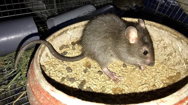 6 loài vật báo điềm xui, đi tới đâu đen tới đó: Gia chủ cần cẩn thận- Ảnh 2. 6 loài vật báo điềm xui, đi tới đâu đen tới đó: Gia chủ cần cẩn thận- Ảnh 2.