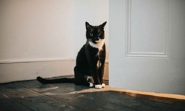 6 loài vật báo điềm xui, đi tới đâu đen tới đó: Gia chủ cần cẩn thận- Ảnh 4. 6 loài vật báo điềm xui, đi tới đâu đen tới đó: Gia chủ cần cẩn thận- Ảnh 4.