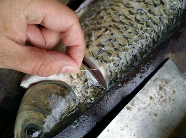 Chỉ cần rút sợi dây này là cá bớt tanh, nấu kiểu gì cũng thơm ngon - Rất nhiều người vẫn chưa biết- Ảnh 2.