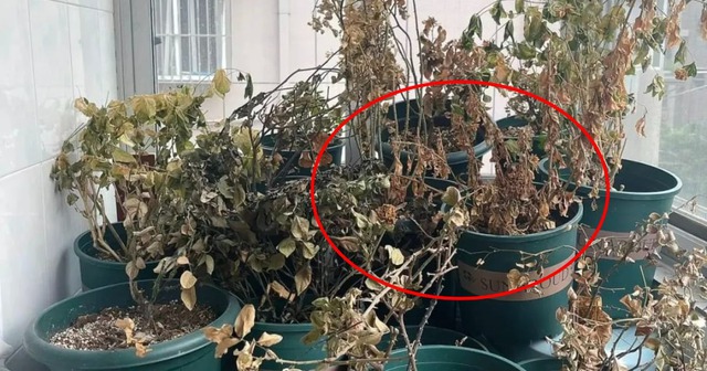 7 thứ trong nhà càng giữ càng nặng vía, cuối năm rồi nên buông bỏ- Ảnh 2.