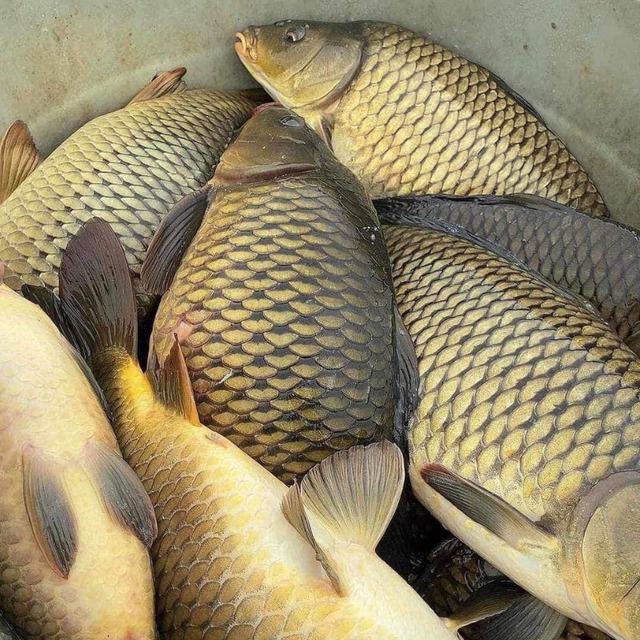 5 loại cá vào “mùa vàng”: Thịt chắc, ít tanh, ngon nhất chợ- Ảnh 5.