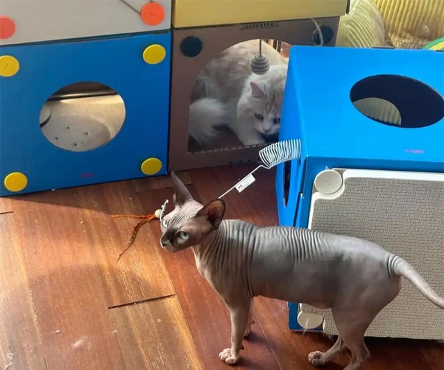 Bức ảnh chụp căn phòng kì lạ của cô gái 28 tuổi, ai nhìn cũng "cạn lời"- Ảnh 6.