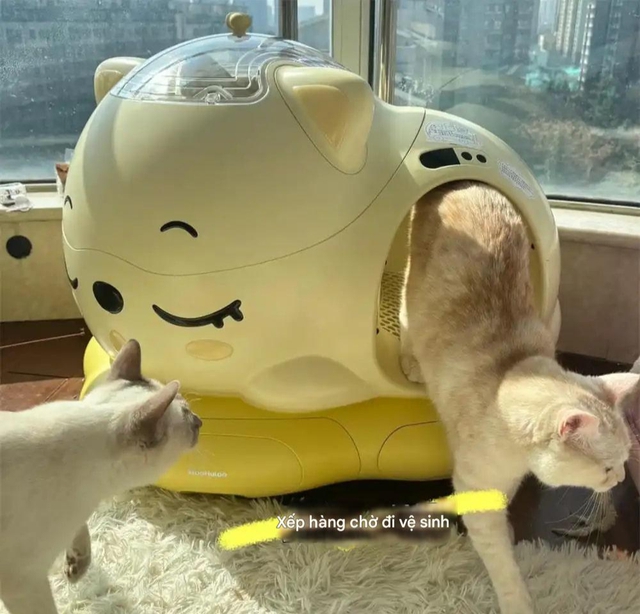 Bức ảnh chụp căn phòng kì lạ của cô gái 28 tuổi, ai nhìn cũng "cạn lời"- Ảnh 5.