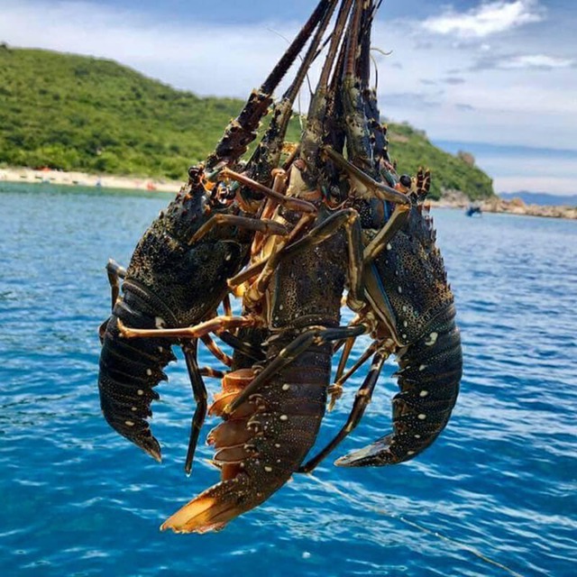 Top 4 hải sản chứa nhiều thủy ngân bậc nhất- Ảnh 4.