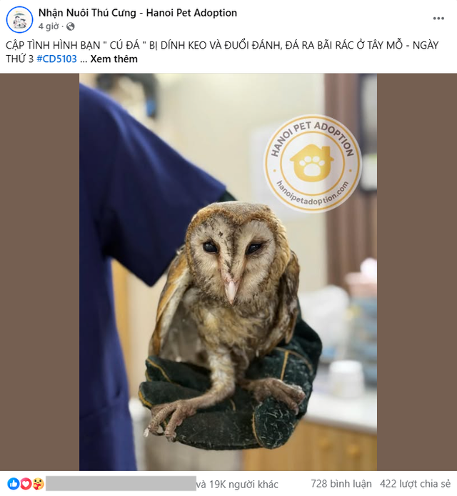 Chú chim cú lợn bị dính keo chuột và đánh đuổi ra bãi rác ở Tây Mỗ, Hà Nội: Tình trạng sau khi cấp cứu- Ảnh 3.