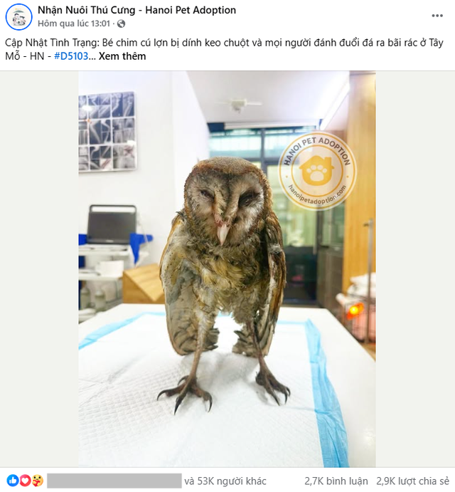 Chú chim cú lợn bị dính keo chuột và đánh đuổi ra bãi rác ở Tây Mỗ, Hà Nội: Tình trạng sau khi cấp cứu- Ảnh 2.