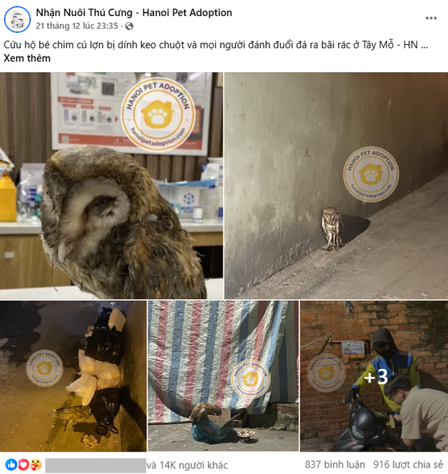 Chú chim cú lợn bị dính keo chuột và đánh đuổi ra bãi rác ở Tây Mỗ, Hà Nội: Tình trạng sau khi cấp cứu- Ảnh 1.