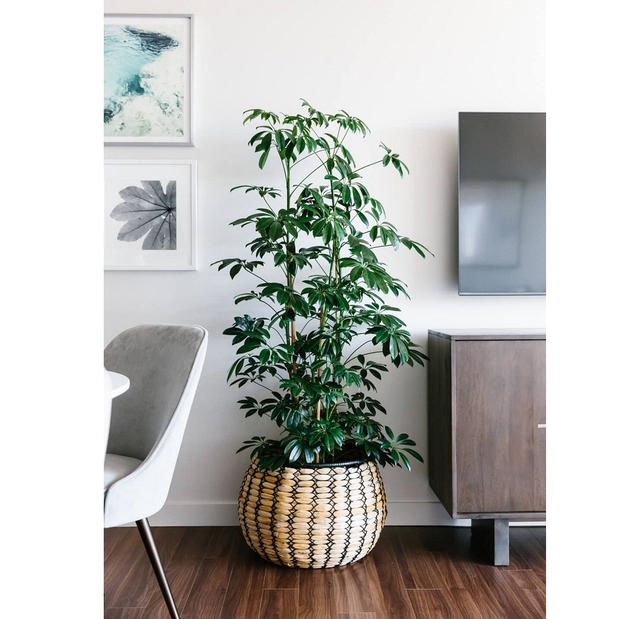 Đầu năm mới khuyên bạn nên trồng 5 loại cây này: Rước lộc vào nhà, hút tiền bạc như nam châm- Ảnh 2.