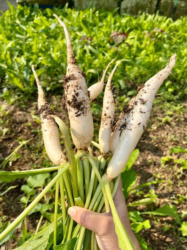 Top 5 loại rau củ an toàn bậc nhất trong mùa lạnh- Ảnh 1.