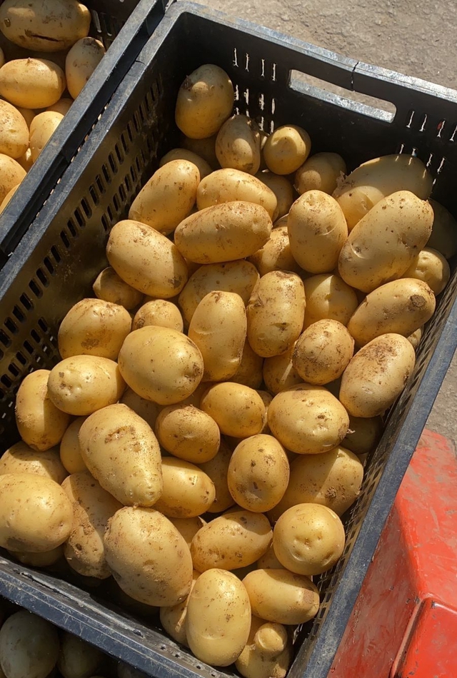 Top 5 loại rau củ an toàn bậc nhất trong mùa lạnh- Ảnh 4.