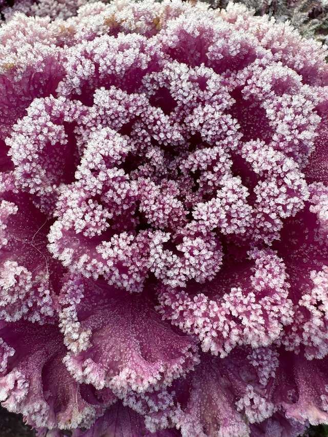 Một nơi tại Việt Nam nhiệt độ xuống 1 độ C, băng tuyết phủ trắng xóa- Ảnh 2.