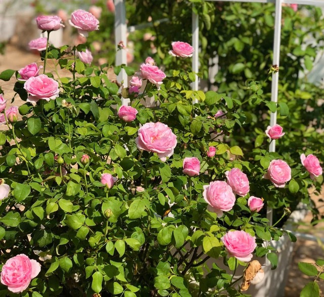 Thứ quý giá trong biệt thự 21 tỷ của MC Quyền Linh- Ảnh 7.