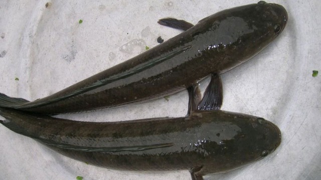 5 loại cá nước ngọt ngon nhất Việt Nam, cao thủ ẩm thực "say như điếu đổ"- Ảnh 1.