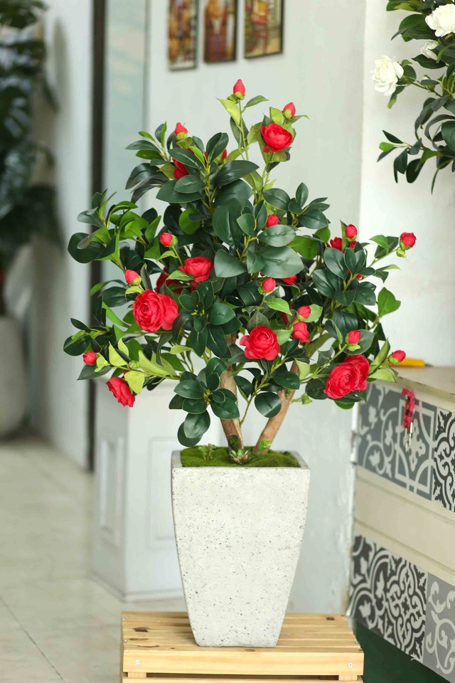 Loài cây quý như vàng, hoa nở đẹp chấn động thị giác: Nhà giàu mê vì giúp tụ lộc, giữ vượng khí- Ảnh 3.