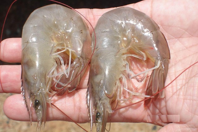 Mua tôm, cứ học thuộc mẹo này là biết tôm tươi hay tôm bơm hóa chất- Ảnh 1.