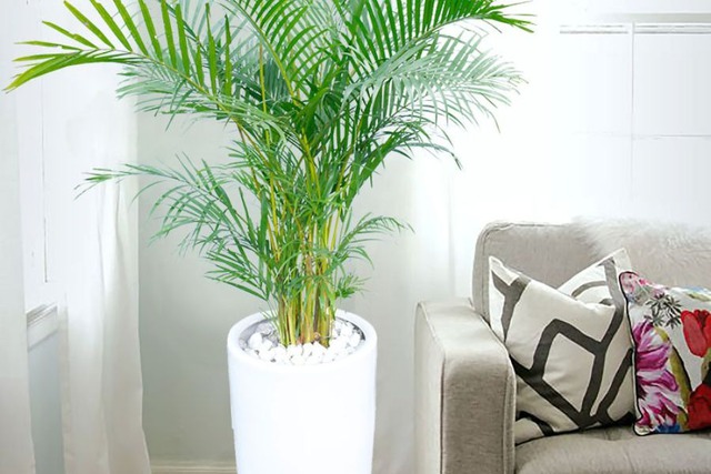 5 loại cây hút formaldehyde mạnh nhất, NASA khuyên trồng- Ảnh 5.