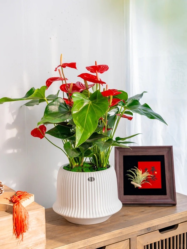Tết rước 1 chậu cây này về nhà: Vận tiền bạc, chức vị đều "lên hương"- Ảnh 5.