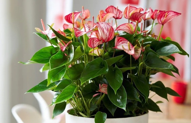 Tết rước 1 chậu cây này về nhà: Vận tiền bạc, chức vị đều "lên hương"- Ảnh 1.