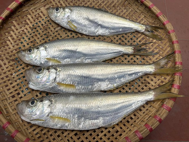 Loại cá được mệnh danh là "tứ quý ngư”, đứng đầu danh sách cá quý mà dân sành ăn săn lùng- Ảnh 1.