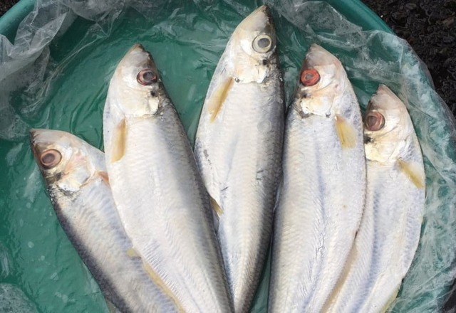 Loại cá được mệnh danh là "tứ quý ngư”, đứng đầu danh sách cá quý mà dân sành ăn săn lùng- Ảnh 2.