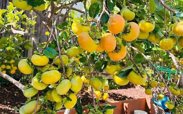 Người xưa dặn: "Phía Đông trồng lựu hốt vàng, phía Tây trồng hồng hốt bạc" - Sự thật là gì?- Ảnh 2.