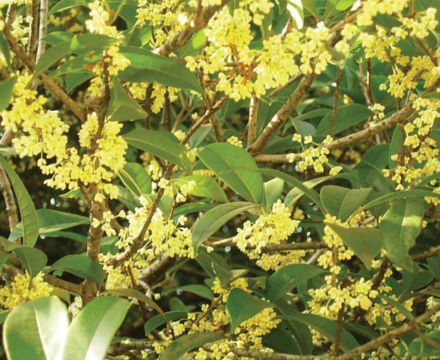 Phát ghen với nhà nào trồng 4 cây này: Hoa thơm quả đẹp, ví như "vàng ròng trời ban"- Ảnh 1.