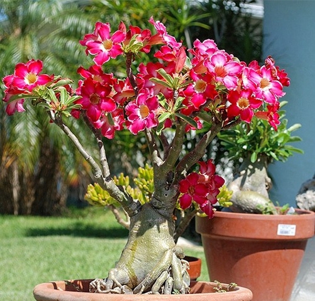 Phát ghen với nhà nào trồng 4 cây này: Hoa thơm quả đẹp, ví như "vàng ròng trời ban"- Ảnh 4.