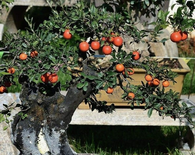 Phát ghen với nhà nào trồng 4 cây này: Hoa thơm quả đẹp, ví như "vàng ròng trời ban"- Ảnh 2.