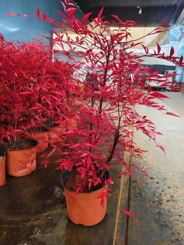 Loài cây phong thủy lúc xanh lúc đỏ: Trồng một chậu trong nhà, may mắn tự ghé cửa- Ảnh 4. Loài cây phong thủy lúc xanh lúc đỏ: Trồng một chậu trong nhà, may mắn tự ghé cửa- Ảnh 4.