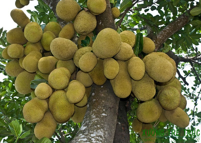 5 cây dụ rắn vào nhà, ai đang trồng thì CẢNH GIÁC- Ảnh 3. 5 cây dụ rắn vào nhà, ai đang trồng thì CẢNH GIÁC- Ảnh 3.