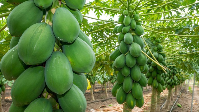 5 cây dụ rắn vào nhà, ai đang trồng thì CẢNH GIÁC- Ảnh 4. 5 cây dụ rắn vào nhà, ai đang trồng thì CẢNH GIÁC- Ảnh 4.