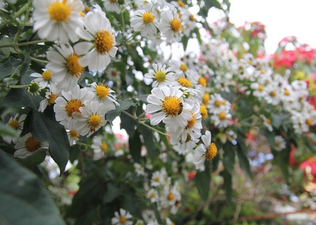 Đừng bao giờ đặt 5 hoa này lên bàn thờ, đặc biệt là loại số 1- Ảnh 1. Đừng bao giờ đặt 5 hoa này lên bàn thờ, đặc biệt là loại số 1- Ảnh 1.