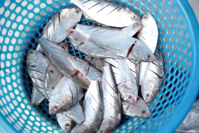 6 loại cá "vô địch" omega-3 bán đầy chợ, càng ăn càng khỏe- Ảnh 5. 6 loại cá "vô địch" omega-3 bán đầy chợ, càng ăn càng khỏe- Ảnh 5.