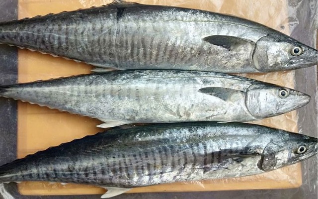 6 loại cá "vô địch" omega-3 bán đầy chợ, càng ăn càng khỏe- Ảnh 2. 6 loại cá "vô địch" omega-3 bán đầy chợ, càng ăn càng khỏe- Ảnh 2.