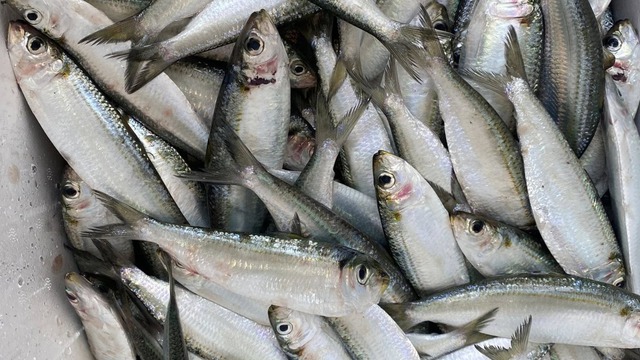 6 loại cá "vô địch" omega-3 bán đầy chợ, càng ăn càng khỏe- Ảnh 4. 6 loại cá "vô địch" omega-3 bán đầy chợ, càng ăn càng khỏe- Ảnh 4.