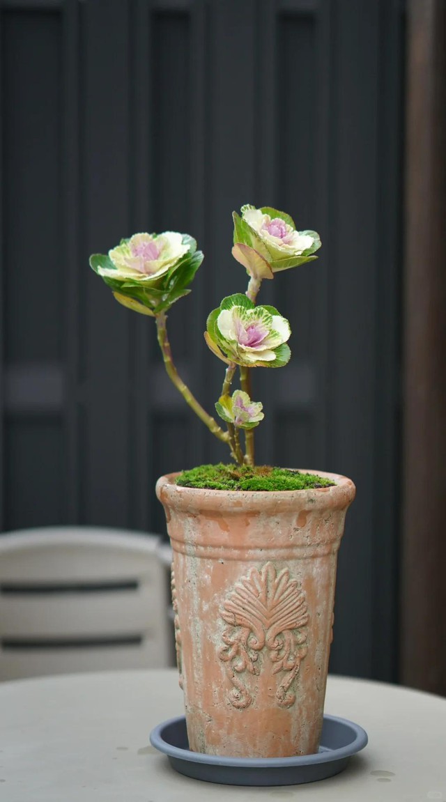 Bức ảnh rau cải bắp khó tin nhất trên đời! - Ảnh 11. Bức ảnh rau cải bắp khó tin nhất trên đời! - Ảnh 11.