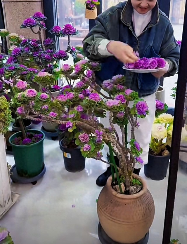 Bức ảnh rau cải bắp khó tin nhất trên đời! - Ảnh 1. Bức ảnh rau cải bắp khó tin nhất trên đời! - Ảnh 1.