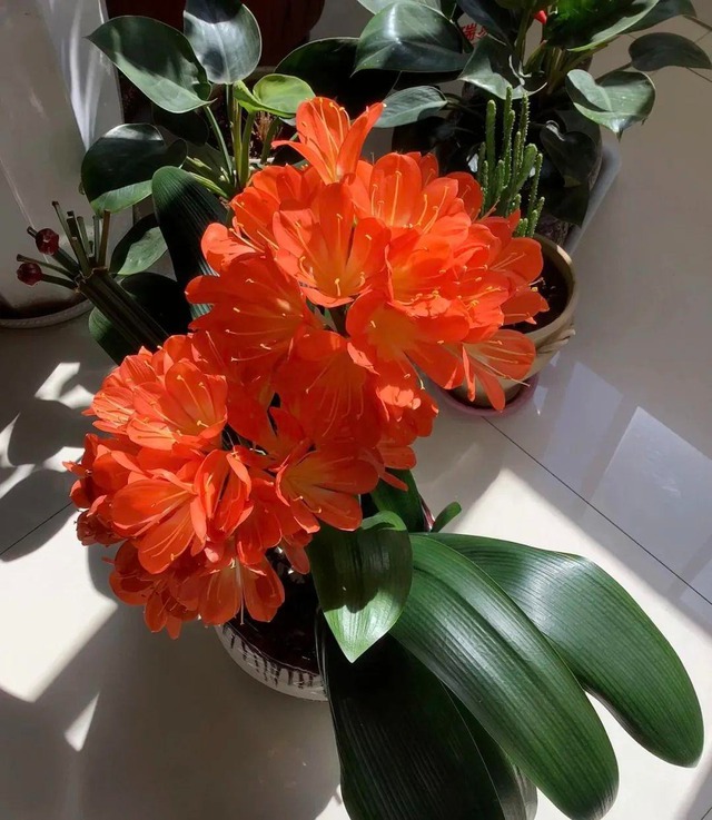 Cổ nhân tin rằng: Trong nhà có 3 cây hoa - Con cháu hưng thịnh, hưởng phúc- Ảnh 1. Cổ nhân tin rằng: Trong nhà có 3 cây hoa - Con cháu hưng thịnh, hưởng phúc- Ảnh 1.