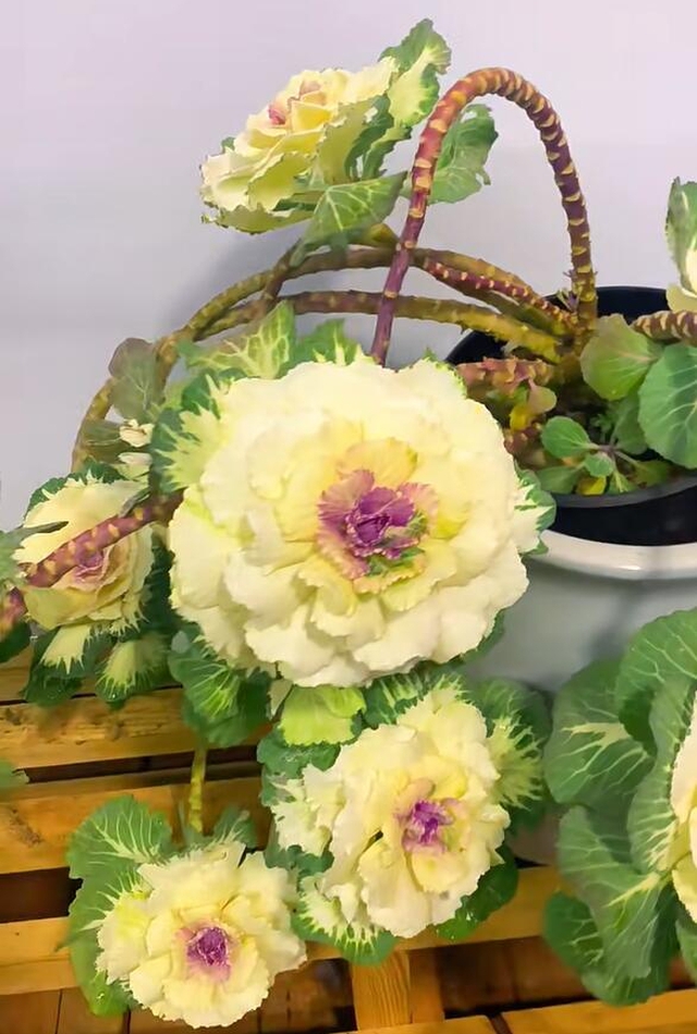 Bức ảnh rau cải bắp khó tin nhất trên đời! - Ảnh 9. Bức ảnh rau cải bắp khó tin nhất trên đời! - Ảnh 9.
