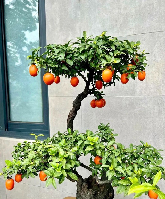 Cổ nhân tin rằng: Trong nhà có 3 cây hoa - Con cháu hưng thịnh, hưởng phúc- Ảnh 3. Cổ nhân tin rằng: Trong nhà có 3 cây hoa - Con cháu hưng thịnh, hưởng phúc- Ảnh 3.