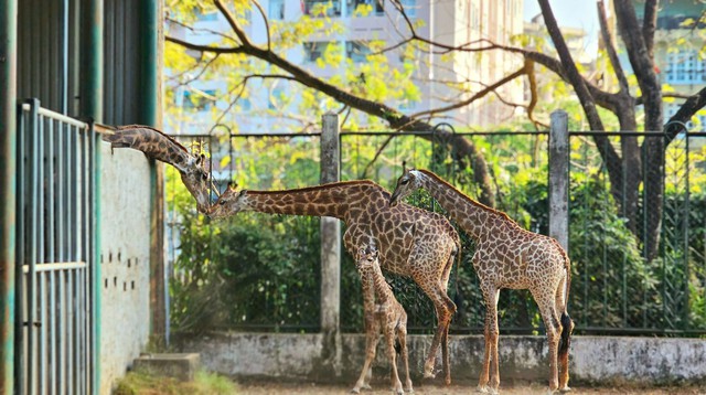 Thảo Cầm Viên chính thức tung tour đêm, 1 trải nghiệm "độc nhất vô nhị" chưa từng có nhưng giá vé thế nào?- Ảnh 3.