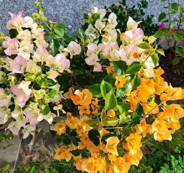 "3 niềm vui - 2 nỗi sợ" của cây hoa giấy- Ảnh 3. "3 niềm vui - 2 nỗi sợ" của cây hoa giấy- Ảnh 3.