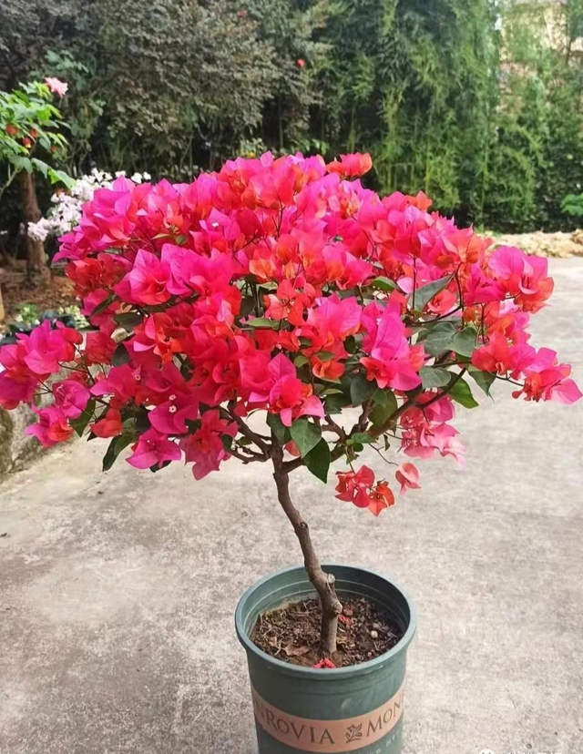 "3 niềm vui - 2 nỗi sợ" của cây hoa giấy- Ảnh 5. "3 niềm vui - 2 nỗi sợ" của cây hoa giấy- Ảnh 5.