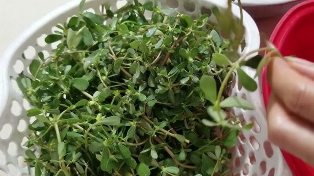 Loại rau này được ví như "thần dược của người nghèo": Chợ nào cũng bán nhưng ít người biết lối mua- Ảnh 1.
